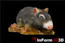 Inform3D Ratte