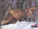 DELTA Tierscheibenauflage Fuchs