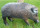 Wild Life Wildschwein 3D-Ziel - 52 x 90 x 26 cm groß