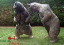 NaturFoam 3D-target brown bear threatening (Group 1)