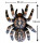Leitold 3D-target large tarantula - 106 x 86 cm  (Group 2+3)