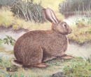 Tierscheibenauflage Kaninchen