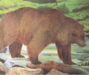 Tierscheibenauflage Bär